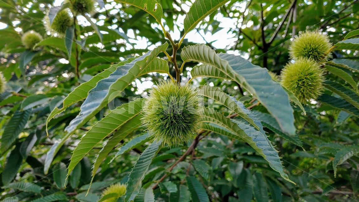 밤나무,밤송이,chestnut,chestnutbur,nature,tree,green,summur
