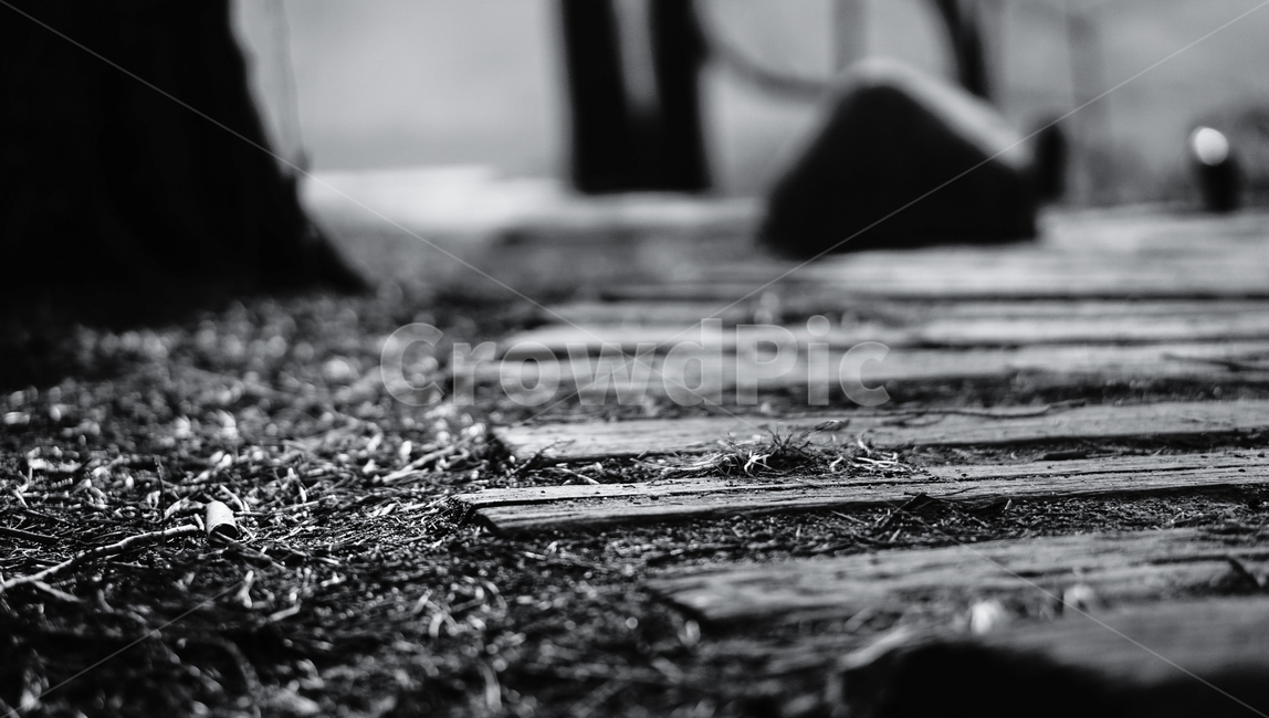 남이섬,산책,숲,나무,흙,땅,길,흑백,모노톤,monochrome,black and white
