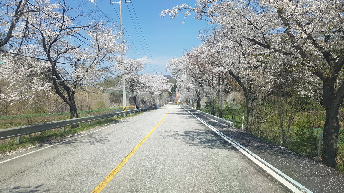 벚꽃,벚꽃길,하늘,봄,찾길