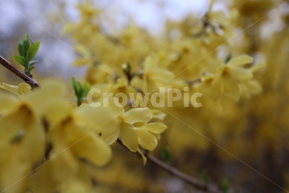 봄,꽃,개나리,노란색,꽃놀이,식물,자연,plants,nature,꽃,flower