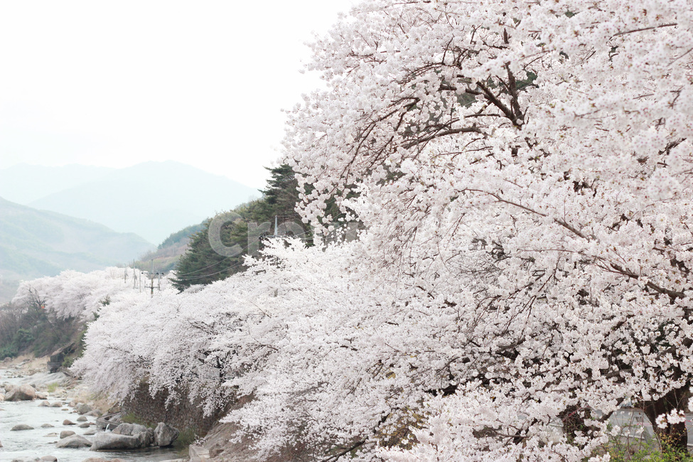 벚꽃,꽃,plant,flower,blossom,식물,자연,season,plants,nature,야외,spring,봄,계곡,valley,식물,자연,plants,nature,꽃,flower