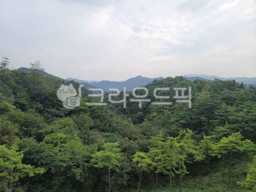 plant, 자연, nature, vegetation, 풀숲, 사진,이미지,일러스트,캘리그라피 - Najwo98작가