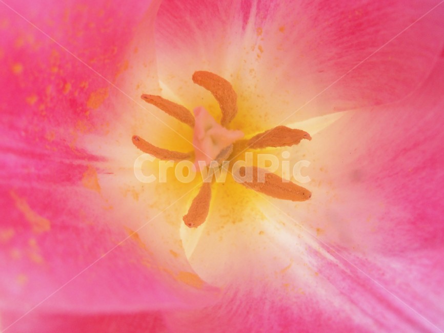 암술,수술,꽃,튜율립,튤립,식물,자연,plants,nature,꽃,flower