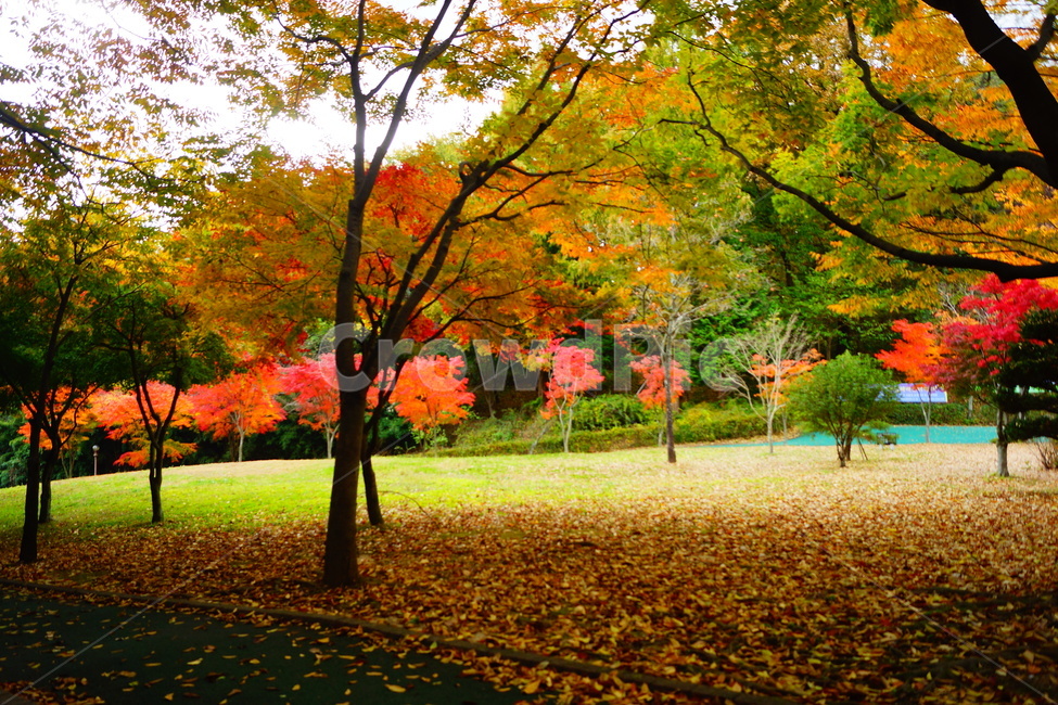 단풍,단풍나무,엽록소,감성,maple,잎,식물,가을,계절,fall,autumn,season,자연,풍경,nature,landscape,식물,plants,나무,trees,wood,tree,plant,leaf