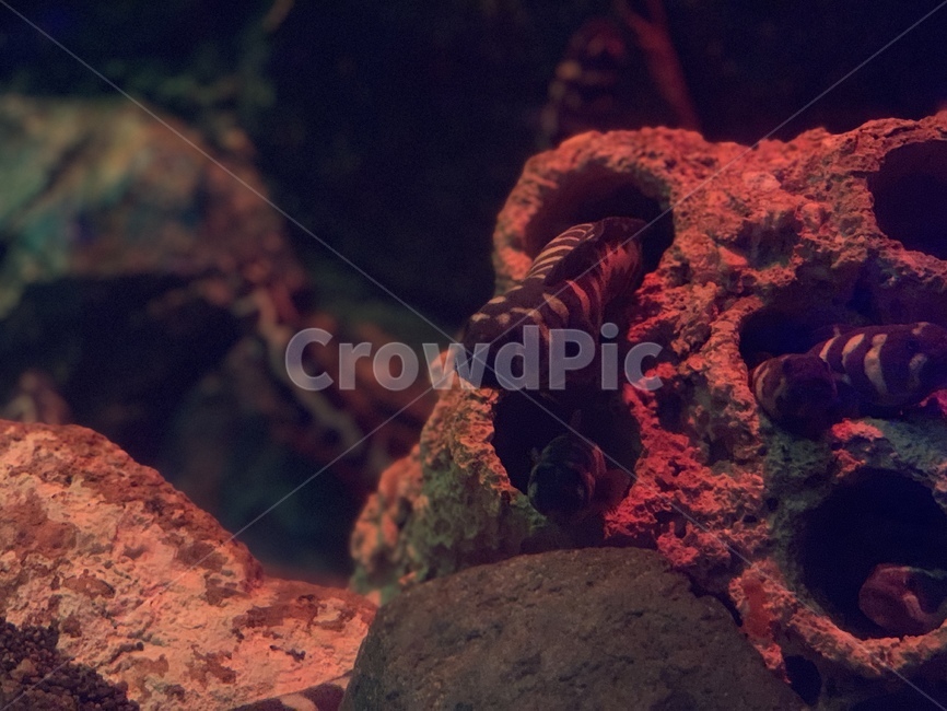 water,sea,바다,물,자연,동물,animal,장어,eel,해양생물,동물,animal,어류,물고기,fish