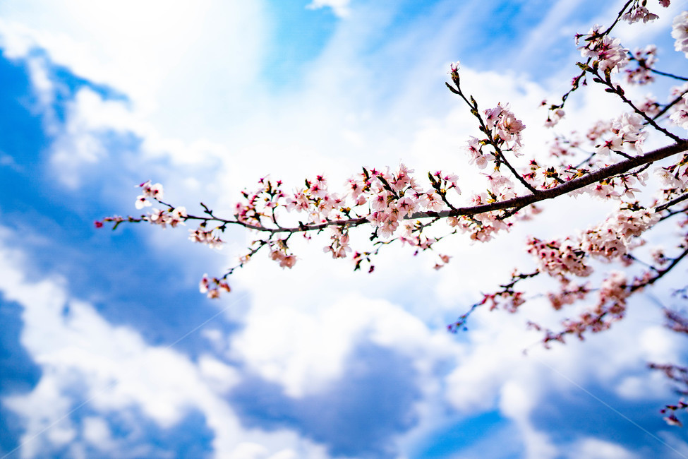 봄,벚꽃,풍경,하늘,감성,여유,봄,계절,spring,season