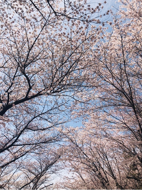 벚꽃,나무,벚나무,cherryblossoms,봄,꽃,계절,flower,spring