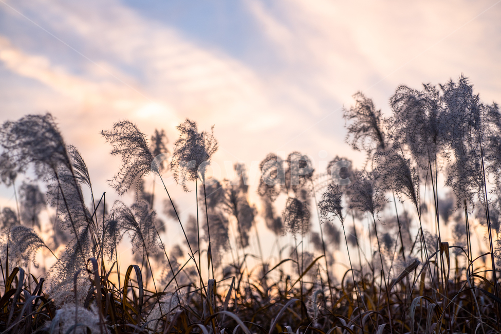 억세,하늘공원,차가운,노을,겨울,하늘,공원,바람,자연,풍경,nature,landscape,식물,plants,감성,sensible,feeling,grass,잔디,plant,lawn,reed,갈대