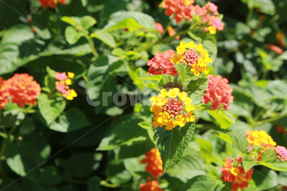 꽃,봄,plant,식물,flower,식물,자연,plants,nature,꽃,flower