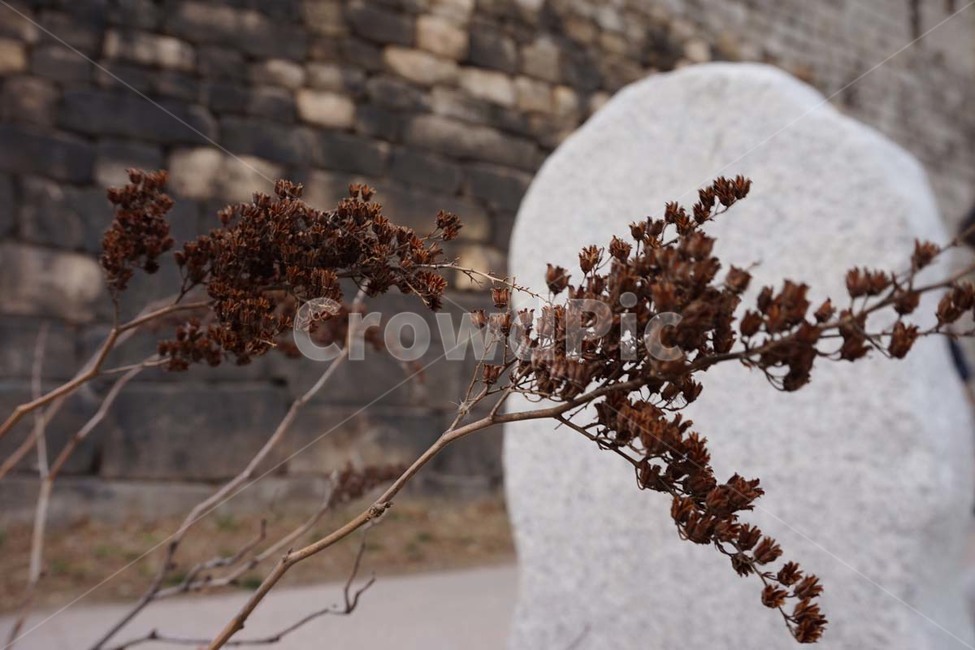 낙산,가을,늦가을풍경,성곽,낙산성곽,식물,자연,plants,nature