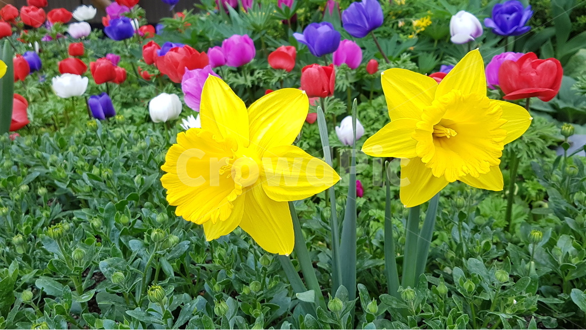 왕수선화,봄꽃,봄,야생화,화단,아네모네,수선화,식물,자연,plants,nature,꽃,flower