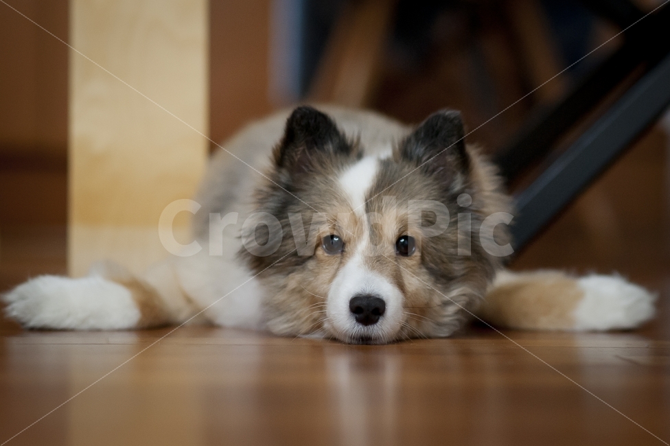 셔틀랜드쉽독,애견,강아지,개,dog,동물,animal,포유류,mammal,개,강아지,dog,doggy