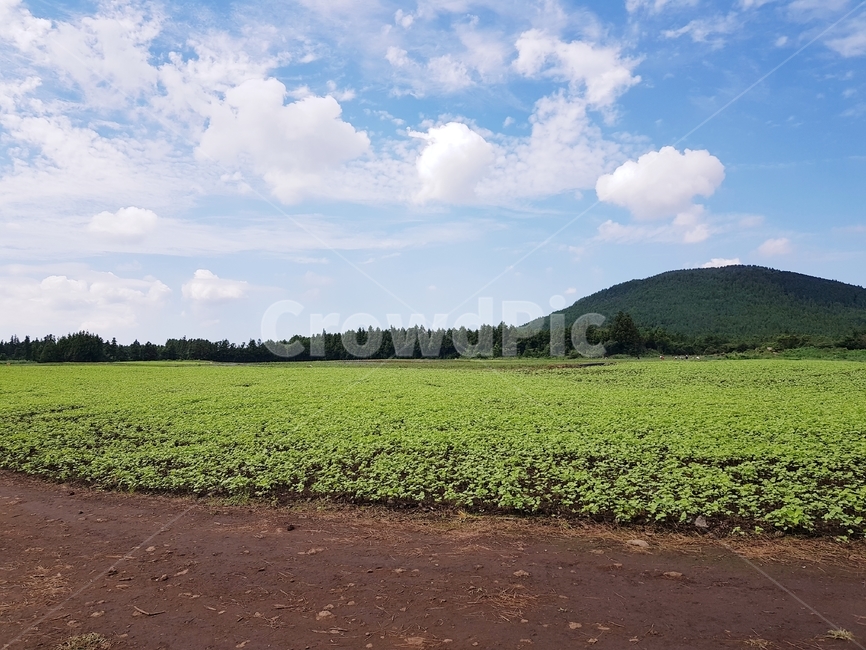 동산,언덕,풀밭,hill,하늘과언덕,자연,풍경,nature,landscape,outdoors,옥외,field,들