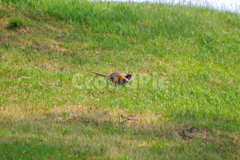 올림픽공원,봄,서울,풍경,경치,랜드마크,animal,동물,bird,새,꿩,들판,언덕,장끼,까투리,잔디,동물,animal,조류,새,birds