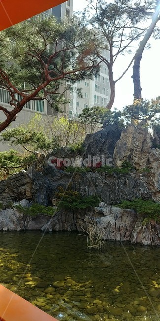 소나무,숲,피톤치드,조경,꽃,돌