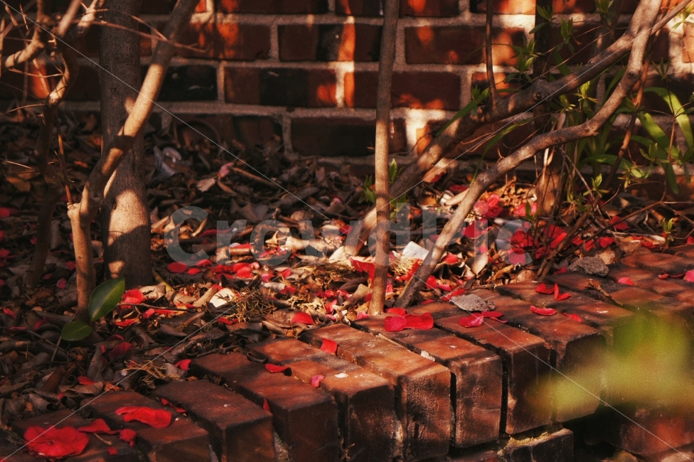 봄,자연,꽃,감성,감성사진,햇살,햇빛,장미,rose,light,spring,sunshine,nature,flower,film,red,식물,자연,plants,nature,감성,sensible,feeling