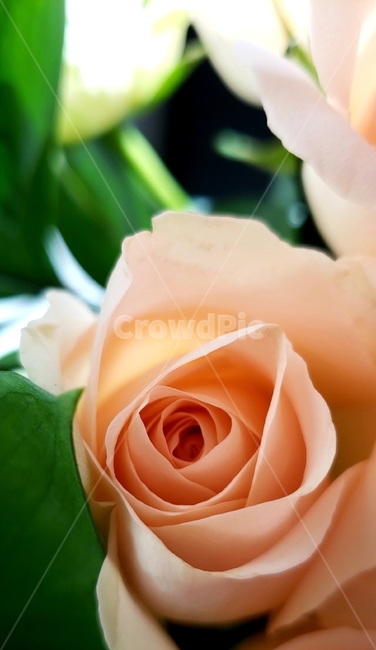 장미,꽃,장미꽃,로즈,rose,plant,식물,꽃다발,flower