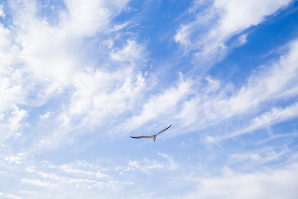 하늘,구름,새,갈매기,감성,자유,파랑,sky,cloud,bird,gull,sensitivity,sensibility,freedom,blue,동물,animal,자연,풍경,nature,landscape,조류,새,birds,adventure,모험,leisure activities,레저 활동,outdoors,옥외,azure sky,푸른 하늘,flying,나는