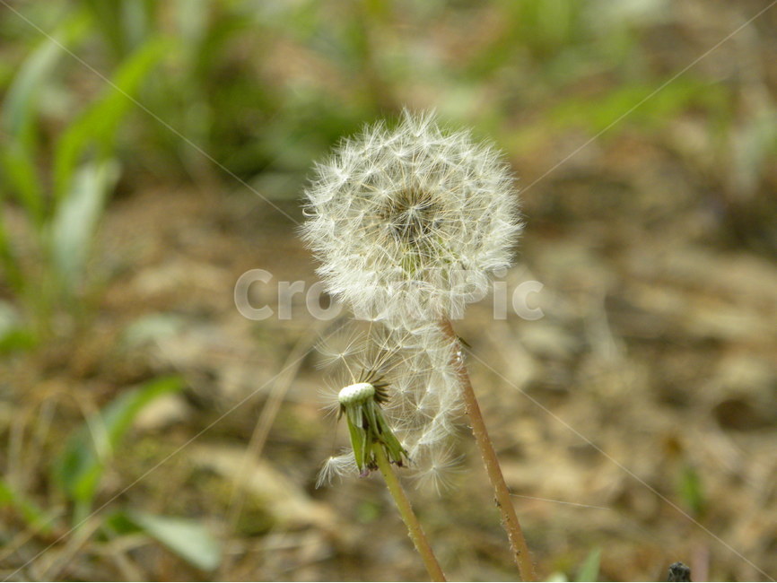 민들레,민들레홀씨,dandelion,들꽃,flower,식물,자연,plants,nature,꽃,flower