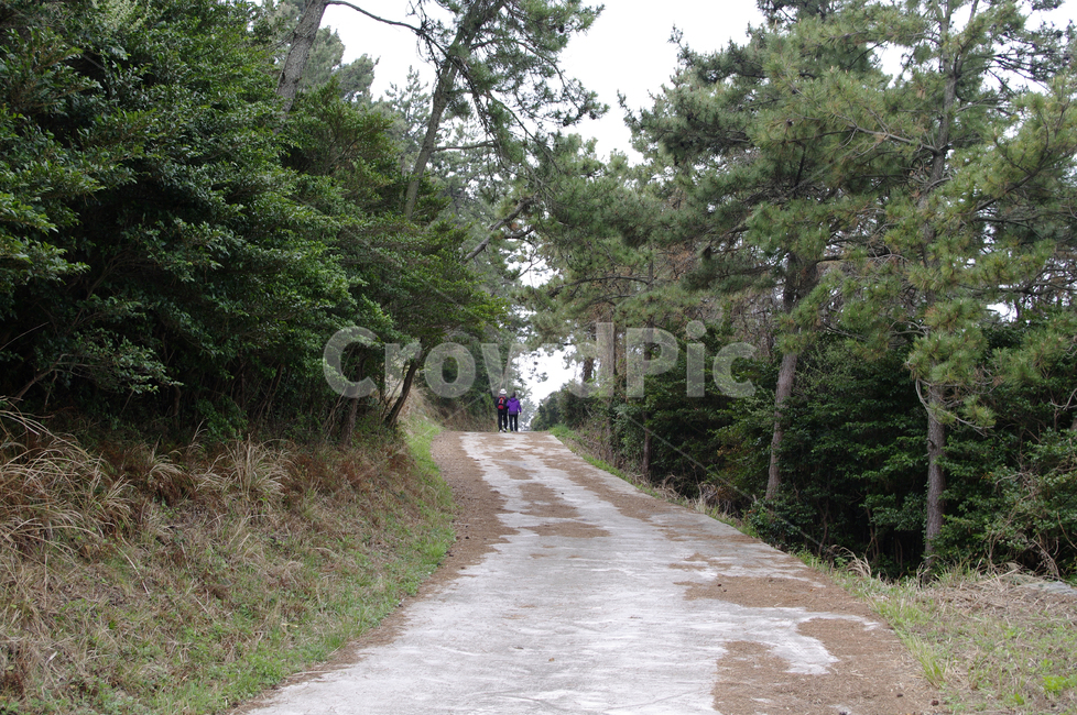 나무,소나무,식물,plant,자연,nature,길,자연,풍경,nature,landscape,tree,road,도로