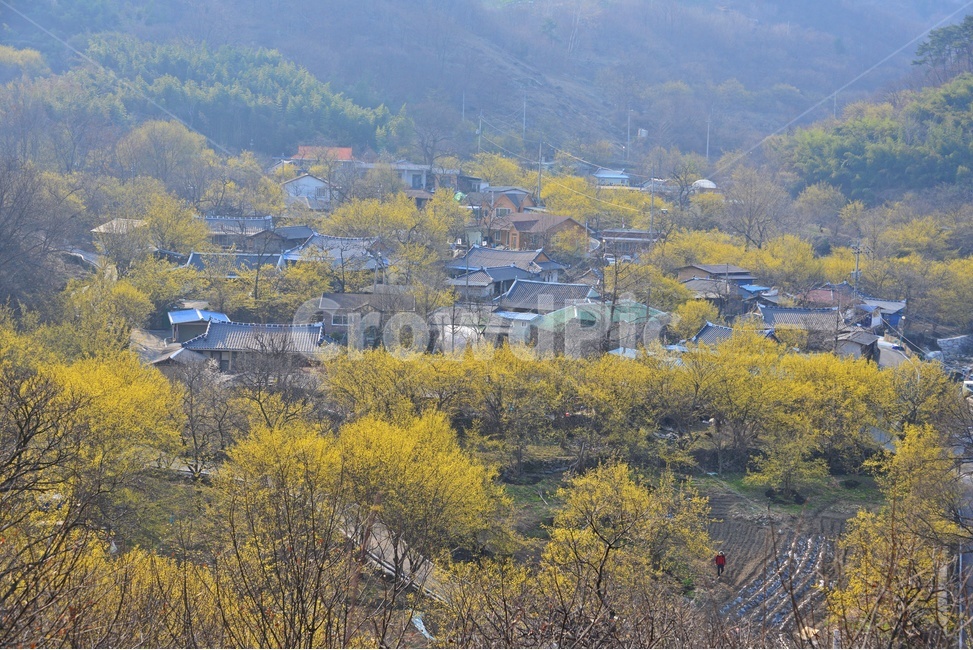 nature,자연,landscape,경치,outdoors,옥외,scenery,풍경,구례,산동,산수유마을,산수유,산수유축제,현천마을