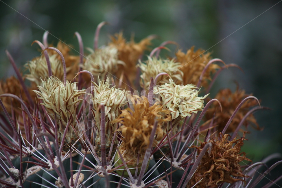 선인장,꽃,온실,ferocactus,호두선인장,Ferocactusacanthodessubsp,식물,자연,plants,nature,꽃,flower