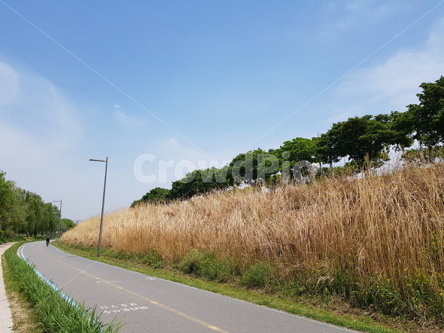 한강,공원,하늘,나무,갈대,sky,tree,hanriver,reed
