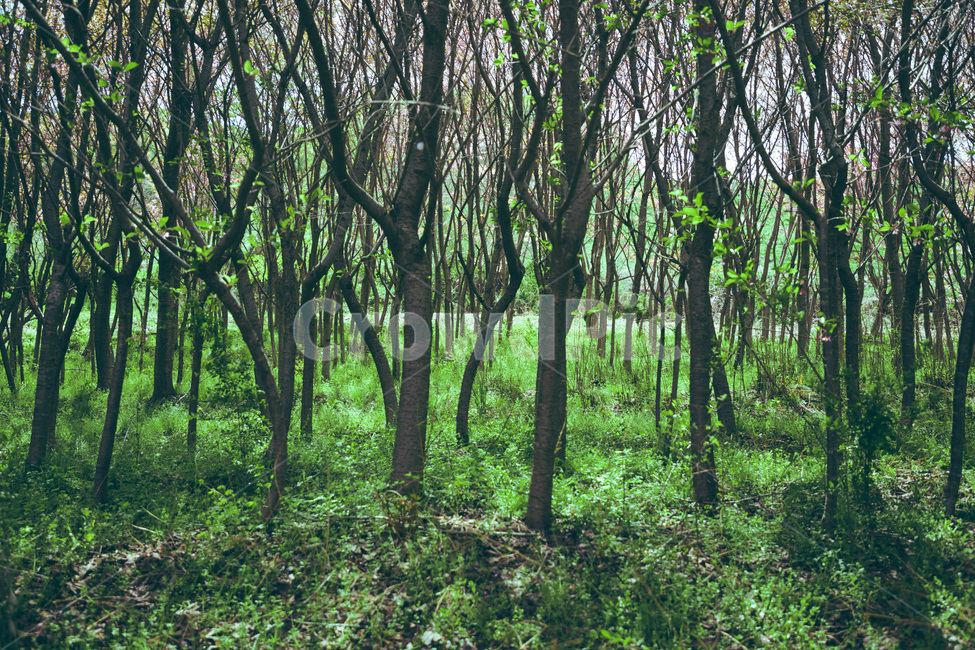 나무,파릇파릇,청량함,푸름,싱그러움,tree,green,자연,풍경,nature,landscape,식물,plants,나무,trees,wood,휴식,힐링,rest,relaxation,healing,vegetation,초목,plant,forest,숲,land,땅,outdoors,옥외,woodland,삼림지,grove,작은 숲
