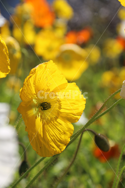 일본,가고시마,꽃,봄,자연,튤립,tulip,바람