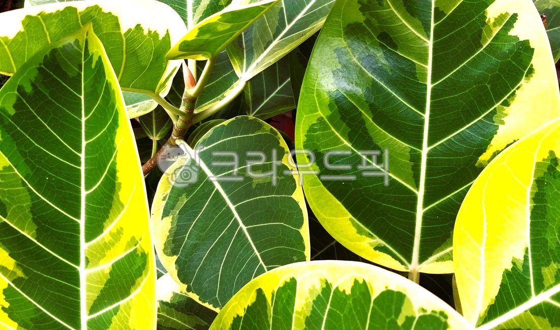 indianfigtree,rubber tree,bengalrubbertree,leaf,banyan,eastindianfigtree,rubber tree leaves,bengal gum tree,banyanfig,banyantree,bengalfigtree,Wallpapers