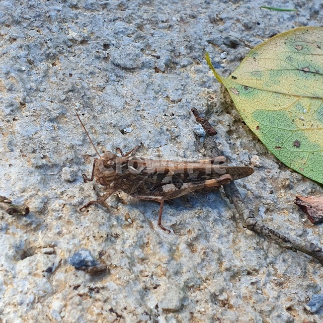 곤충,메뚜기,동물,inscet,animal,lefthopper,곤충,벌레,insect,bug