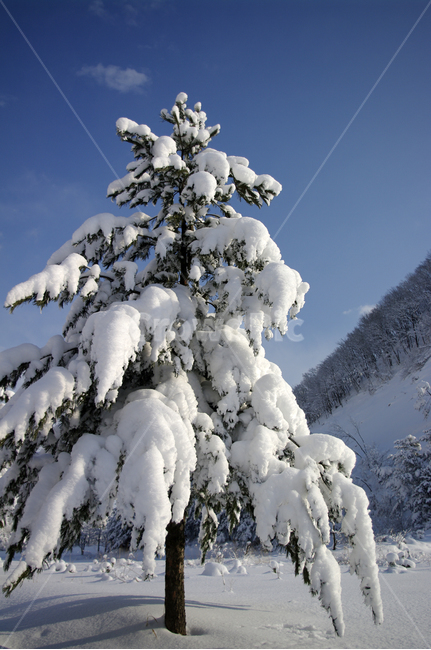겨울,눈,설경,풍경,나무,겨울,계절,winter,season,식물,자연,plants,nature,나무,trees,wood