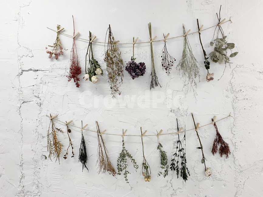 말린꽃,꽃,드라이플라워,벽,흰색벽,시멘트,풀,flower,dryflower,nature,plant,식물,leaf,잎,wall,감성사진