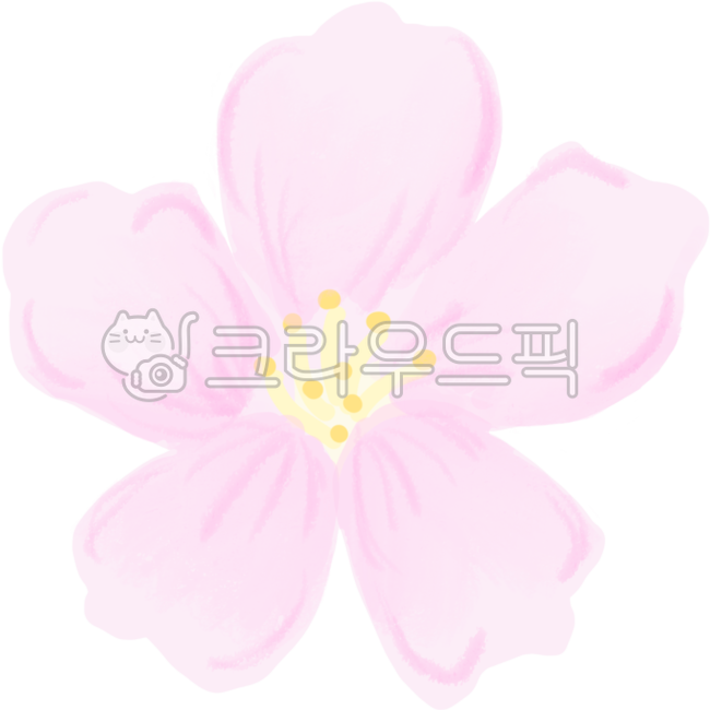 spring,petal,Cherry Blossom,blossom,nature,plant,flower