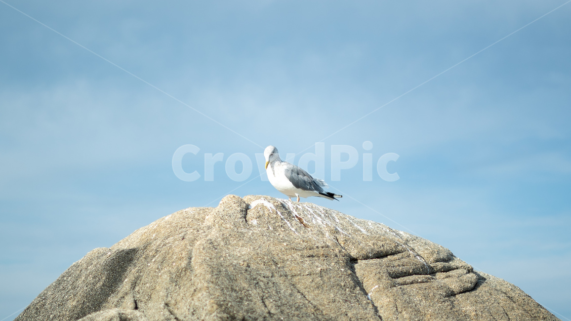갈매기,새,seagull,bird,동물,animal,돌,바위,동물,animal,조류,새,birds