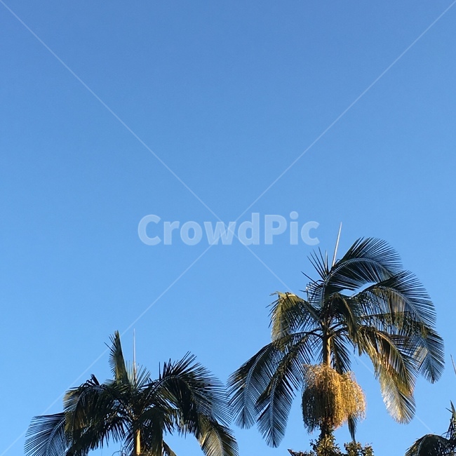 summer,palmtree,하늘,sky,감성,나무,야자수,파랑,호주