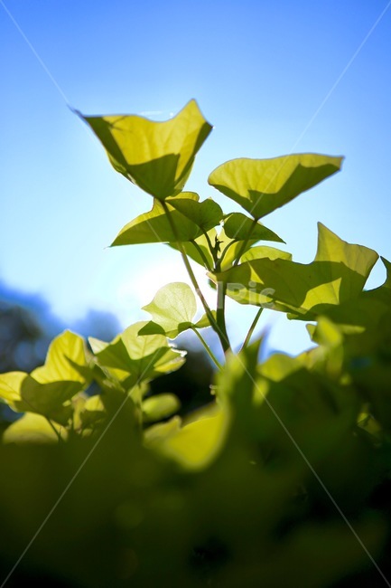 풀잎,하늘,sky,blue,초록,식물,자연,plants,nature