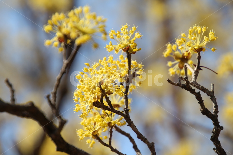 산수유,꽃,식물,층층나무,구례산수유,축제,노랑색,봄,계절,spring,season,식물,자연,plants,nature,꽃,flower,plant