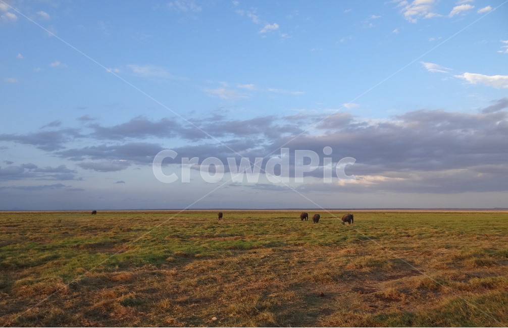 아프리카,초원,자연,동물,감성,하늘,구름,풍경,africa,nature,animals,emotion,sky,cloud,세계,자연,풍경,nature,landscape,해외,외국,세계,foreign,oversea,world,세계자연풍경,해외자연풍경,외국자연풍경,world nature landscape,outdoors,옥외,field,들,grassland,목초지