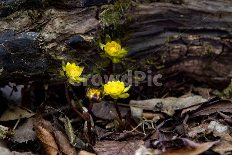 봄,야생화,새싹,복수초,설국화,바람,봄,계절,spring,season,식물,자연,plants,nature,꽃,flower,plant,lily,백합,blossom
