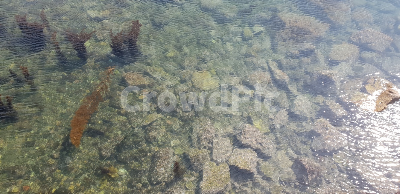 바닷가,깨끗한물,해변,바다,정호항,삼척,투명