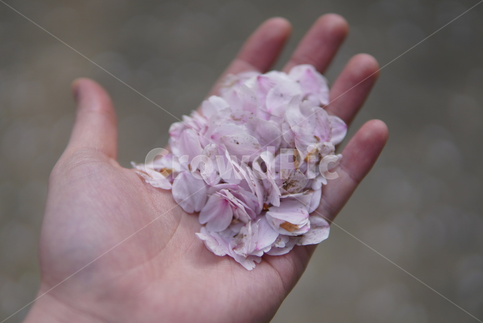 벚꽃,꽃,봄,손,사쿠라,봄,계절,spring,season,plant,식물