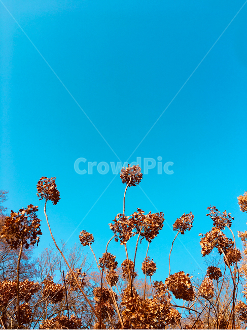 하늘,sky,가을,fall,autumn,가을하늘,자연,nature,파랑,파란하늘,파랑색,마른꽃