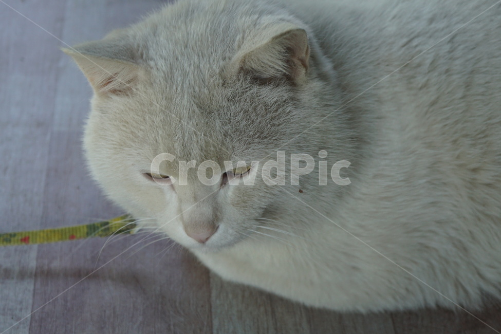 고양이,cat,동물,포유류,냥이,동물,animal,포유류,mammal,고양이,cat,kitten,kitty