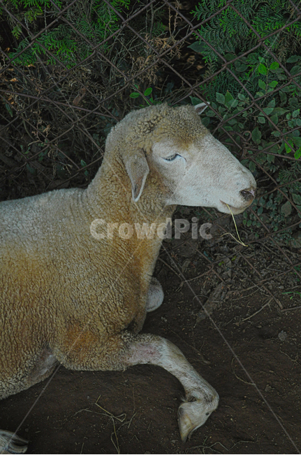양,동물,잠,양털,가축