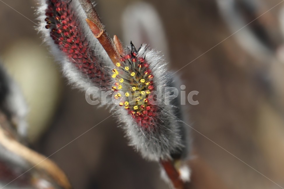 plant,식물,봄,희망,버들강아지,갯버들,식물,자연,plants,nature
