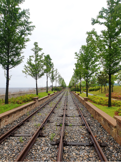 transportation,교통,rail,레일,traintrack,기찻길,railway,철도,나무,tree,교통,교통수단,traffic,transportation