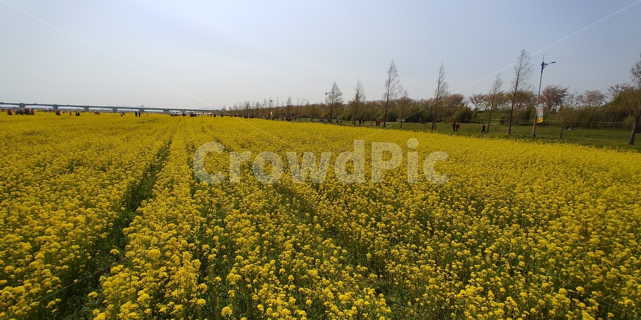 유채꽃,유채꽃밭,유채꽃축제,대저유채꽃축제,꽃,노란꽃,자연,풍경,nature,landscape,outdoors,옥외,grassland,목초지,field,들,meadow,farm,농장,rural,농촌
