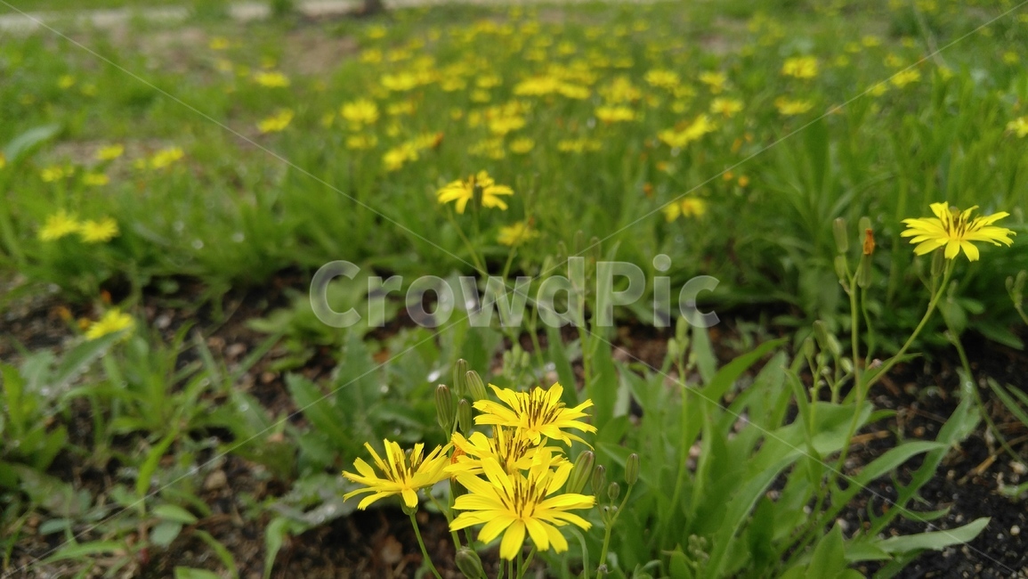노랑선씀바귀,꽃,노랑꽃,노랑색,녹색,들꽃,식물,배경,감성,계절,flower,yellowflower,yellow,green,wildflower,plants,background,emotional,season