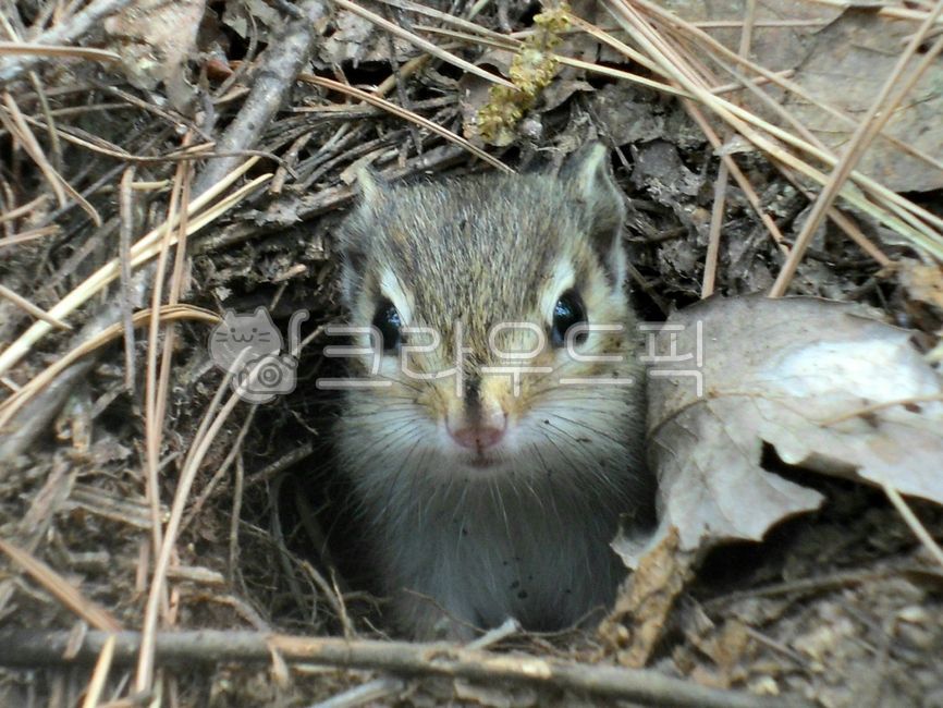 animal,동물,설치류,다람쥐,둥지